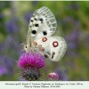 parnassius apollo female1